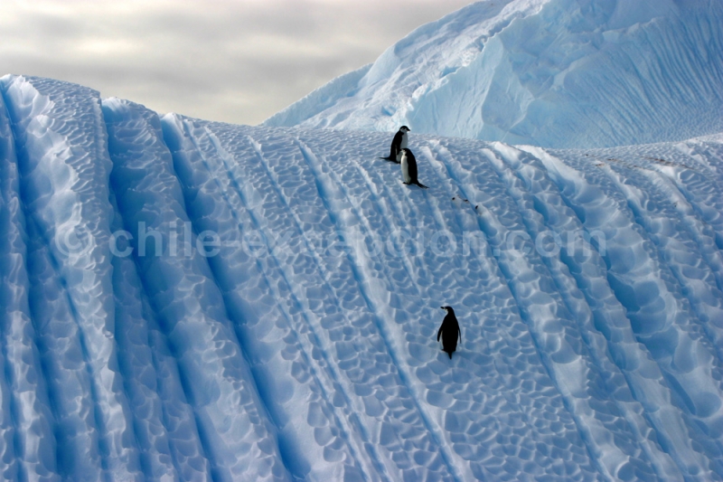 Croisière en Antarctique