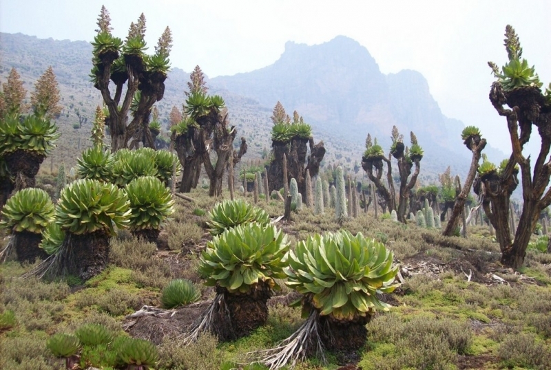 Végétation Mont Kenya