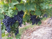 Raisins dans les vignes