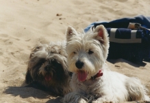 Lutin et Otis à la plage