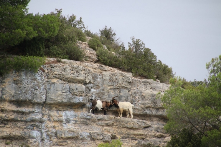 Chèvres sur les falaises du lac