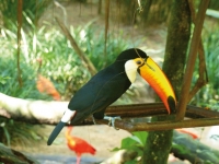 Un toucan à Iguazu