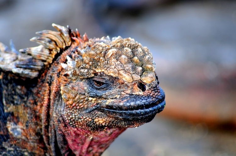 Galapagos (c) John Solaro - Flickr