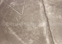 Araignée Nazca