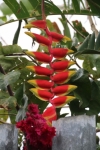 Les fleurs de la Réunion
