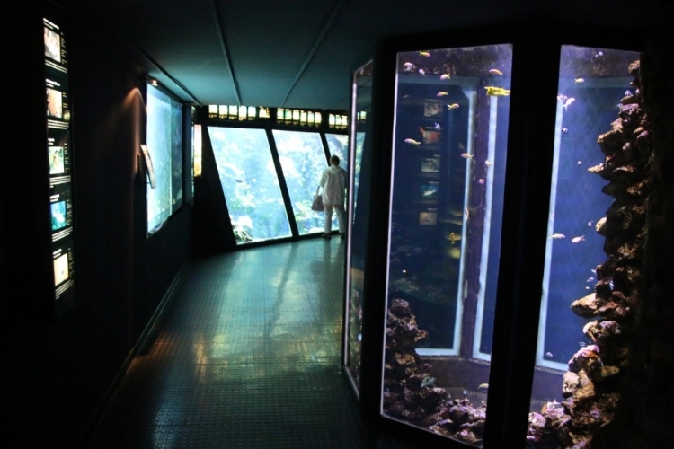 Aquarium Saint-Gilles-Les-Bains