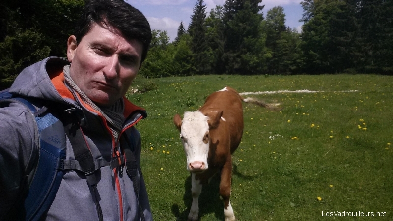 Selfie avec une vache