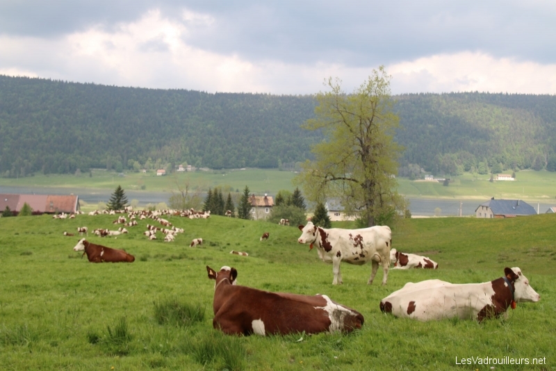 Vaches près du lac des Rousses