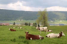 Vaches près du lac des Rousses