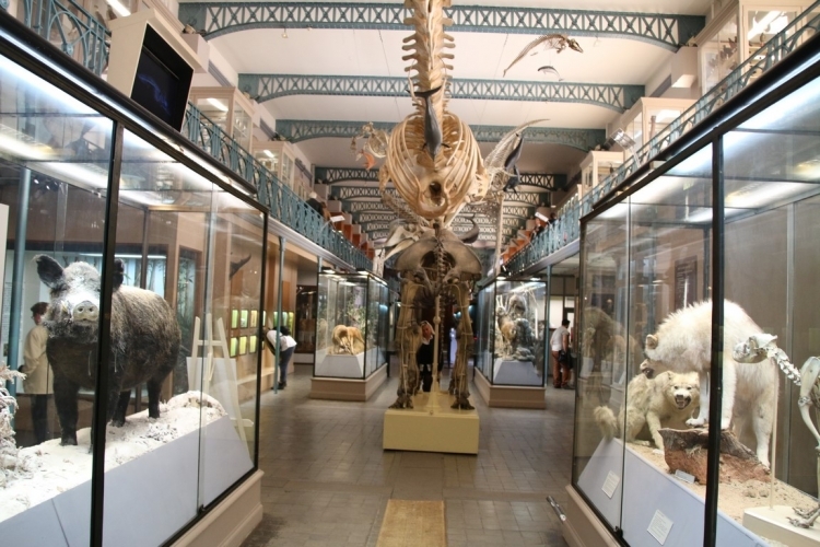 Musée d'Histoire Naturelle