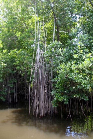 Que faire en Jamaique ? Découvrir la Mangrove