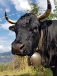 Val d'Hérens : la vache d'Hérens