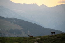 Val d'Hérens : observation de la faune