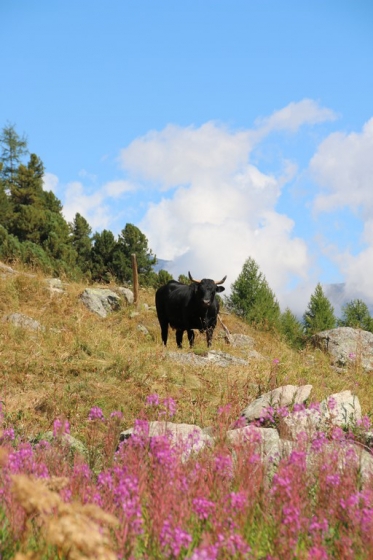 Val d'Hérens : la vache d'Hérens