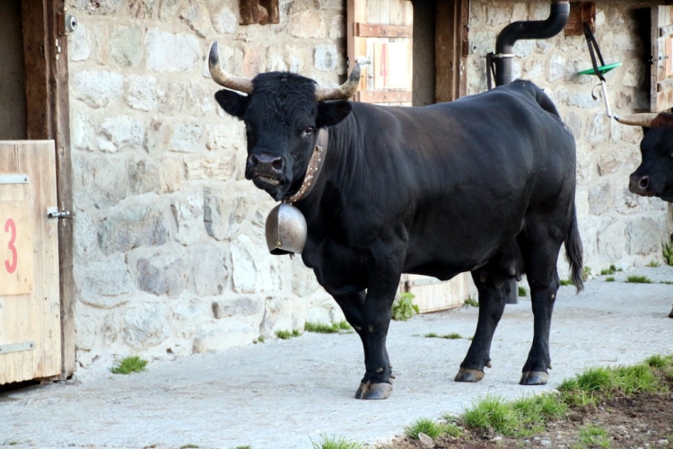 Val d'Hérens : Vache d'Hérens