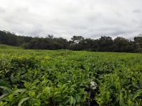 Se cultiver à l'ile Maurice : Cultures de thé