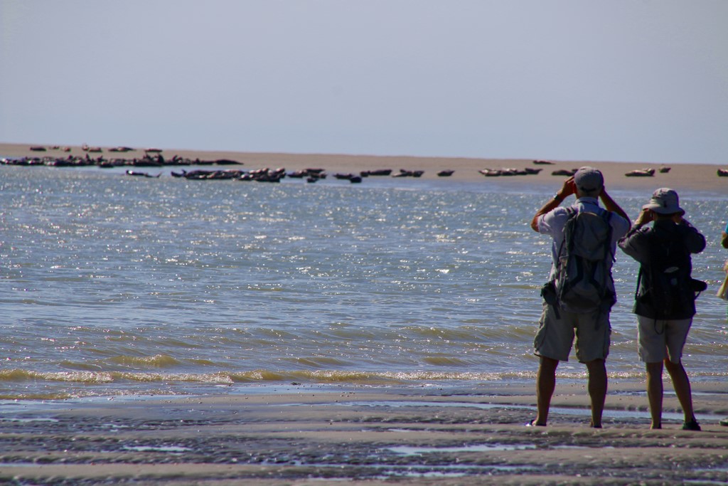 La Baie de Somme : observer les phoques