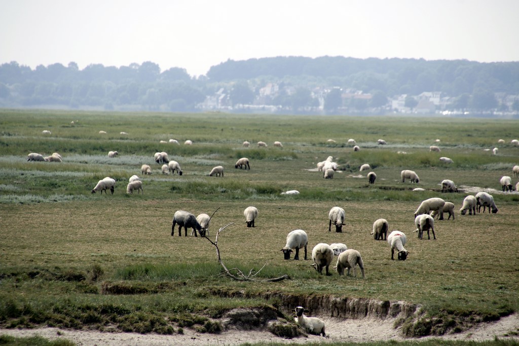 La Baie de Somme : moutons de prés salés dans les mollières