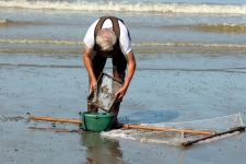 La Baie de Somme : la pêche à pied