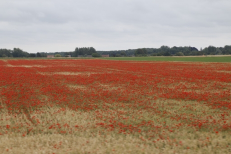 Découvrir la Baie de Somme : les bas champs