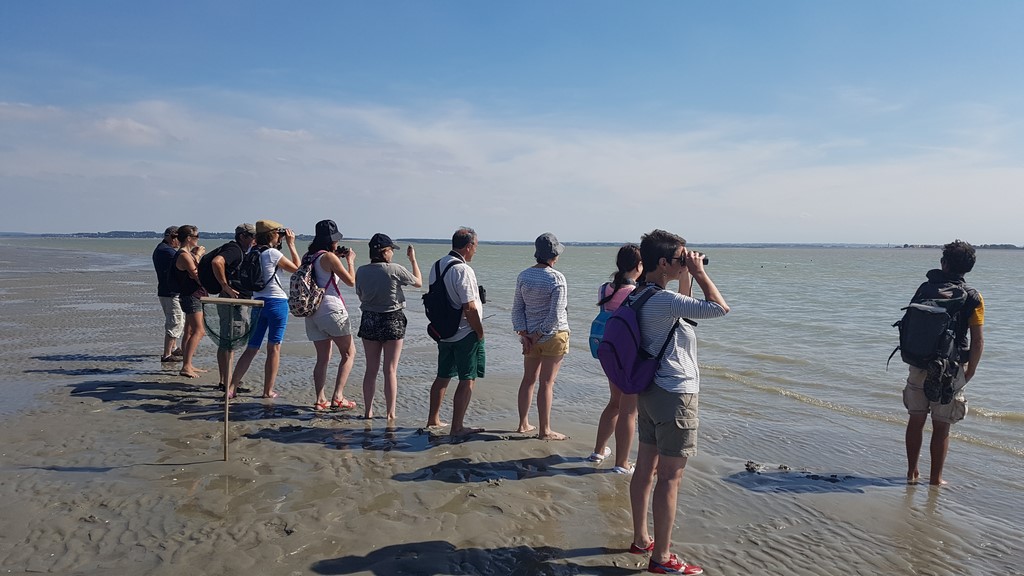 Découvrir la Baie de Somme : Observer les phoques