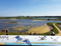 La Vendée : réserve naturelle de la Pointe d'Arcay