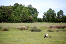 La Vendée : une cigogne