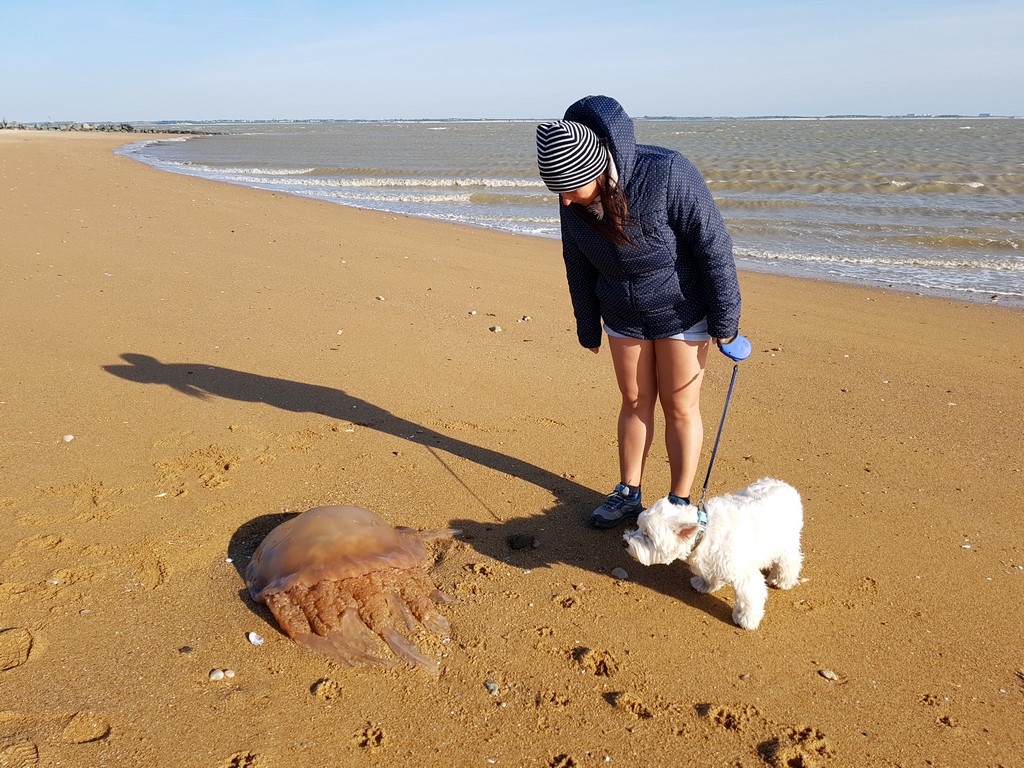La Vendée : méduse géante échouée