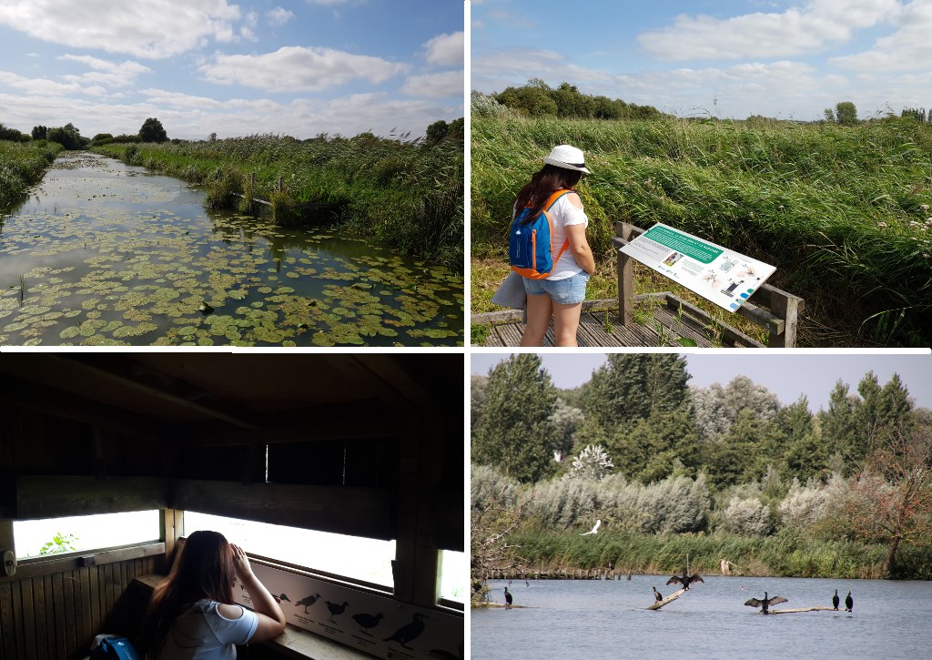 Que  faire dans l'Audomarois ? la réserve naturelle nationale des étangs du Romelaëre