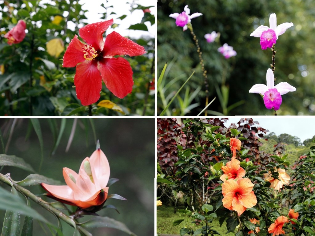Hiver à la Martinique : Pani pwoblem, la flore