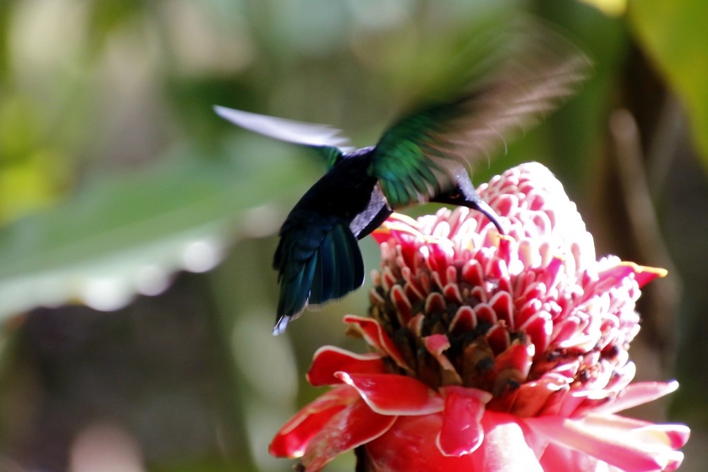Hiver à la Martinique : Pani pwoblem, faune et flore