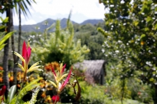 Hiver à la Martinique : Pani pwoblem, de belles fleurs