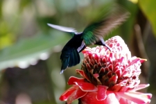 Hiver à la Martinique : Pani pwoblem, faune et flore