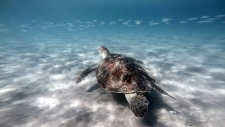 Hiver à la Martinique : Pani pwoblem, snorkeling et tortue