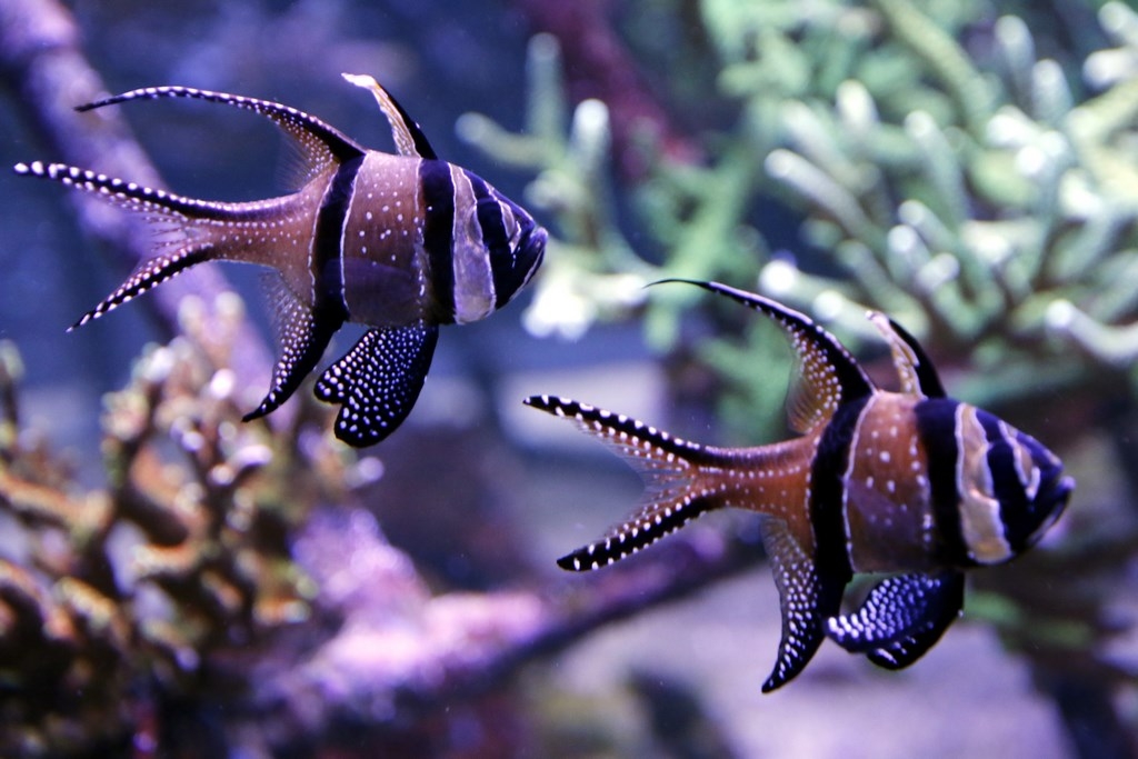 Grand Nausicaa : de jolis poissons