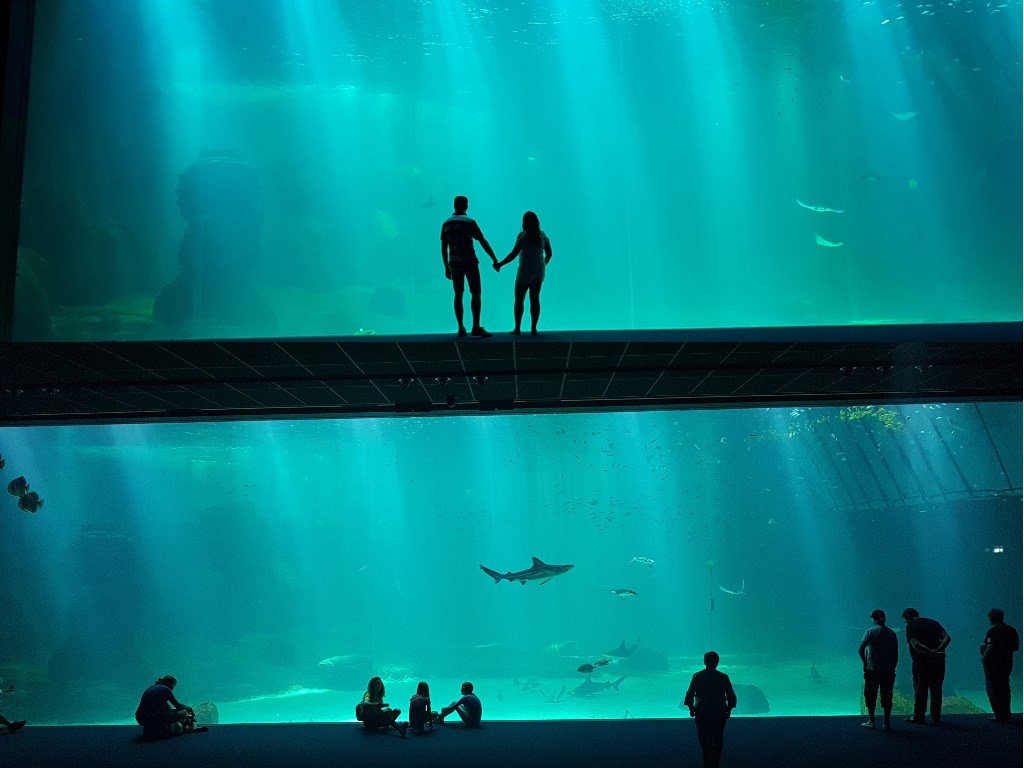 Grand Nausicaa : s'extasier devant le grand aquarium