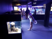Grand Nausicaa : découvrir toutes sortes de poissons
