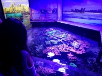 Grand Nausicaa : de magnifiques coraux