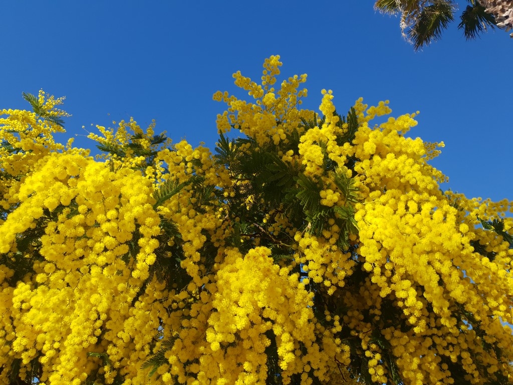 Côte d'Azur en Février : le mimosa