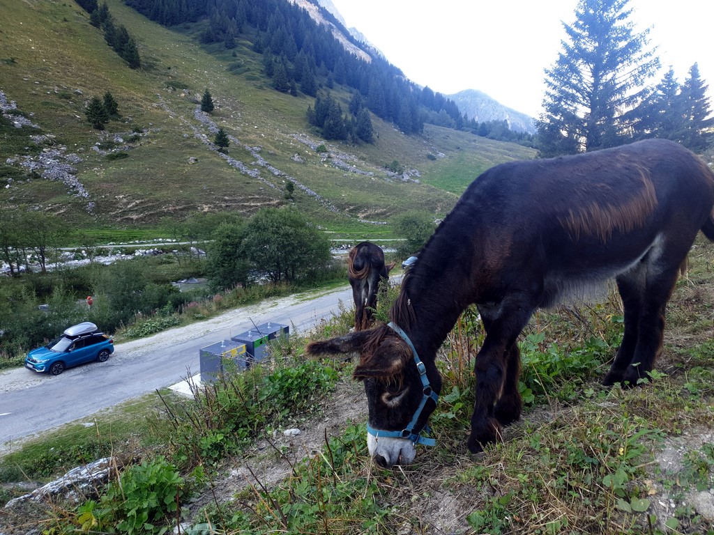 Pralognan en septembre : âne au hameau des Prioux