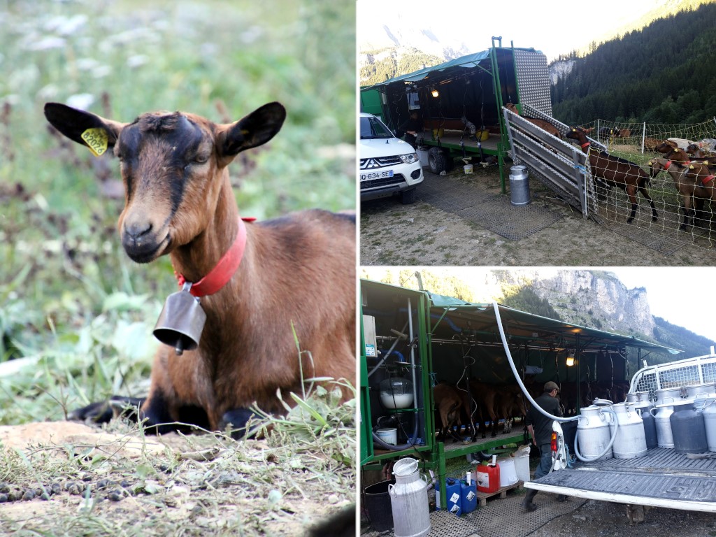 Pralognan en septembre : la traite des chèvres