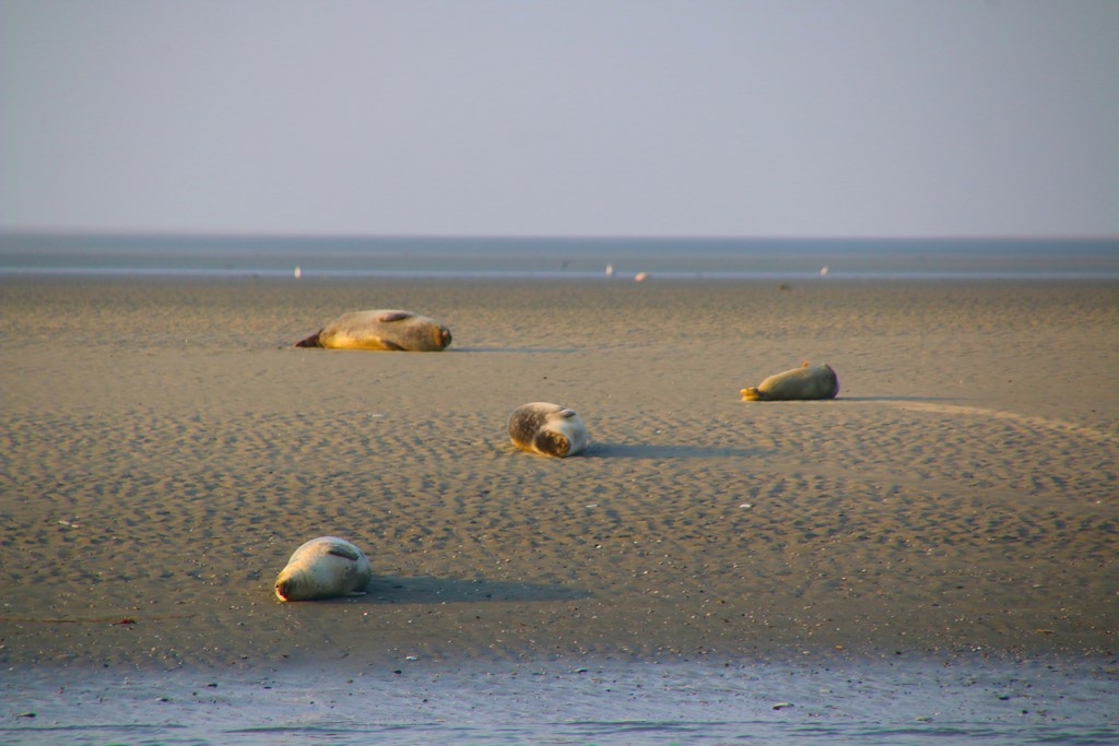 Baie d'Authie à Berck-sur-Mer : les phoques de la Baie d'Authie