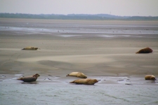 Baie d'Authie à Berck-sur-Mer : les phoques de la Baie d'Authie
