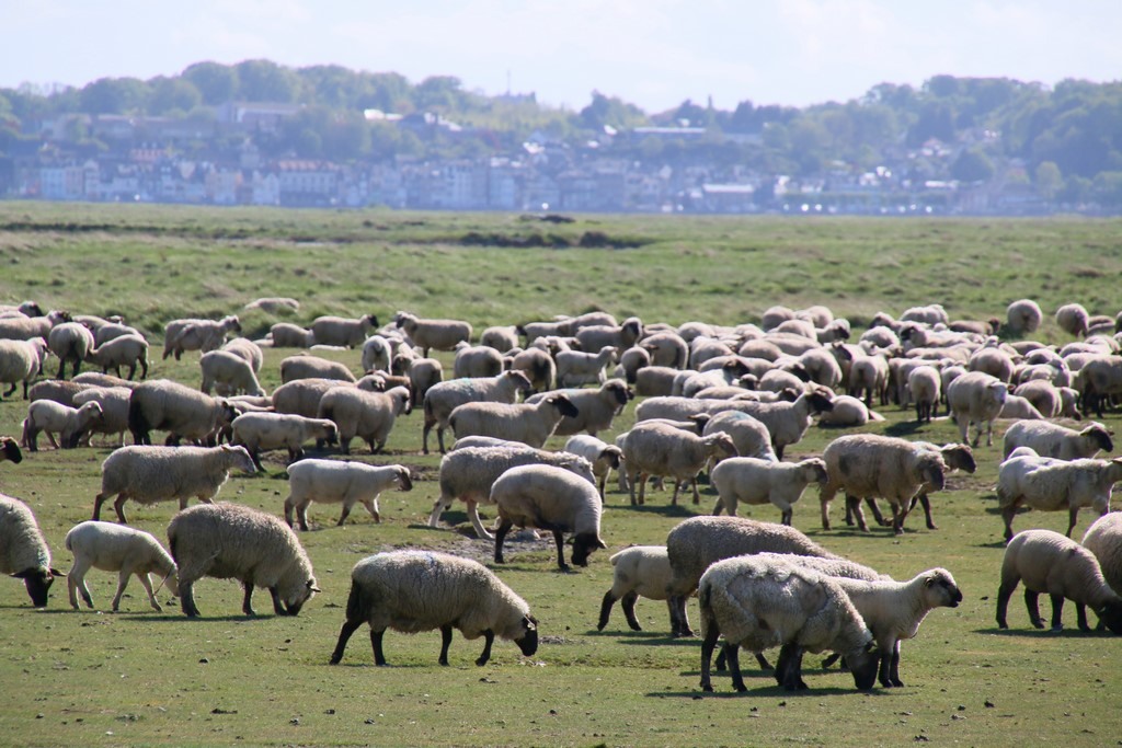 Que faire en Baie de Somme : voir les moutons de prés salés