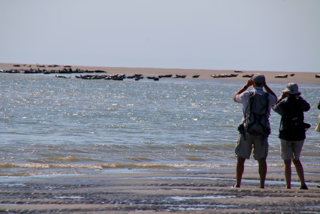 Que faire en Baie de Somme : observer les phoques