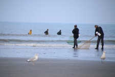 Que faire en Baie de Somme : faire la pêche à pied