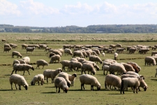 Les moutons de prés salés en Baie de Somme