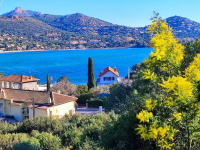 Fête du mimosa : paysages colorés de la Côte d'Azur
