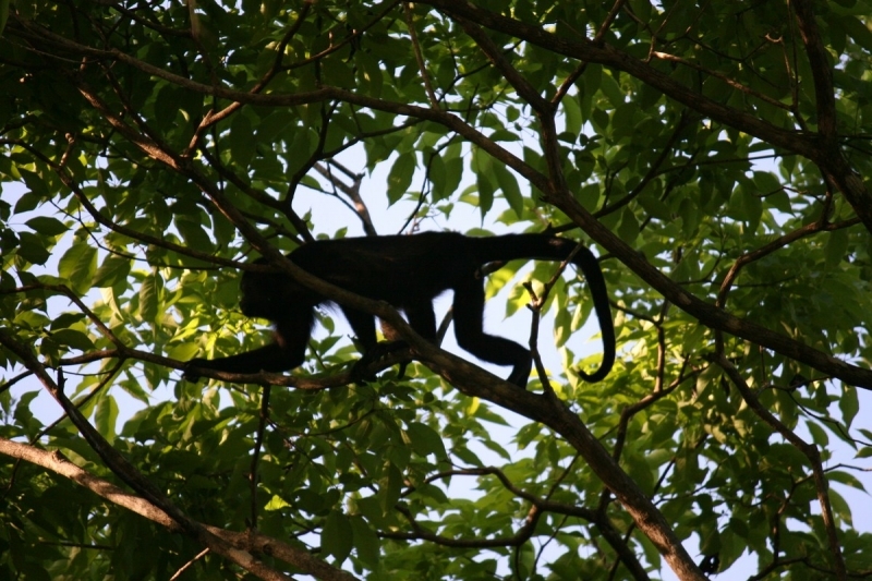 Lire la suite à propos de l’article Souvenir inoubliable : sortie nature et découverte au Costa Rica