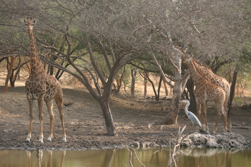 Lire la suite à propos de l’article Excursion « Réserve animalière de Bandia » (Sénégal) : notre avis